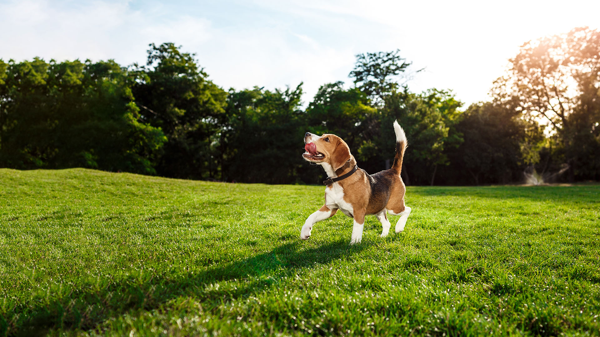 Happy beagle dog playing in the park on a sunny day